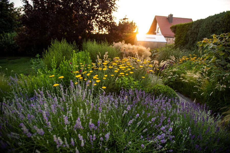 pflanzung-privatgarten-moritzburg Pflanzung Privatgarten Moritzburg
